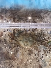 Carcinus maenas
