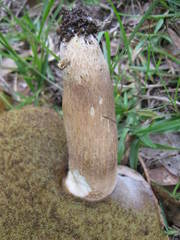 Boletus variipes