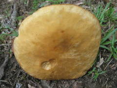 Boletus variipes