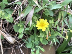 Crepidiastrum lanceolatum