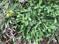 Crepidiastrum lanceolatum