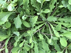 Crepidiastrum lanceolatum