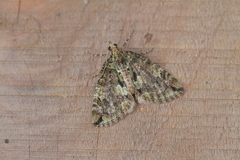Hydriomena furinae