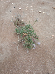 Cakile maritima euxina