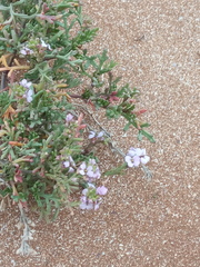 Cakile maritima euxina