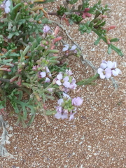 Cakile maritima euxina