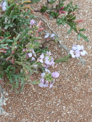 Cakile maritima euxina