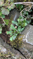 Epilobium