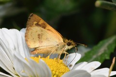 Butleria bissexguttatus
