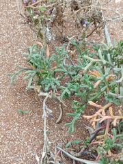 Cakile maritima euxina