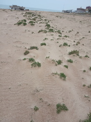 Cakile maritima euxina