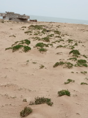 Cakile maritima euxina