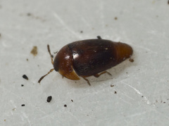 Corylophidae