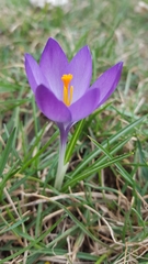 Crocus
