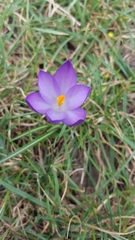 Crocus