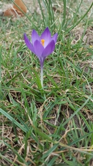 Crocus