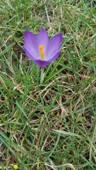 Crocus