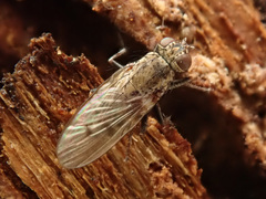 Lispocephala alma