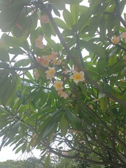 Plumeria