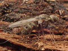 Lispocephala alma