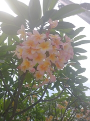 Plumeria