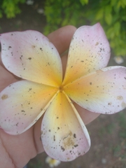 Plumeria
