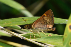 Butleria bissexguttatus