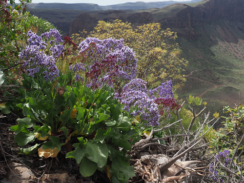 Limonium preauxii image