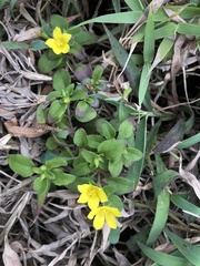 Lysimachia remota