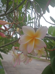 Plumeria