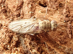 Lispocephala alma