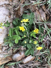 Potentilla discolor