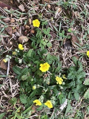 Potentilla discolor
