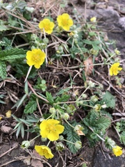 Potentilla discolor