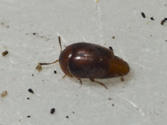 Corylophidae