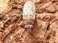 Lispocephala alma