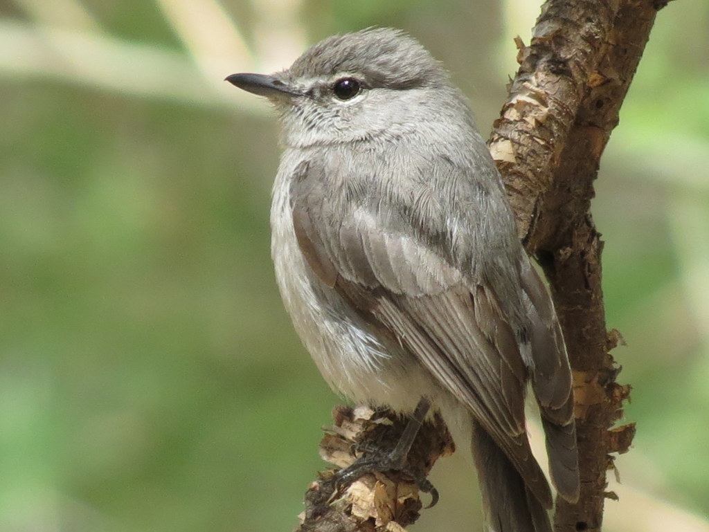 Ashy Flycatcher (Fraseria caerulescens) photo