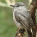 Ashy Flycatcher - Photo (c) Gigi Laidler, some rights reserved (CC BY-NC), uploaded by Gigi Laidler