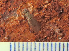 Lispocephala alma