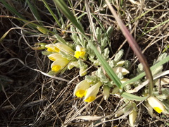 Cymbaria borysthenica
