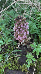 Petasites hybridus