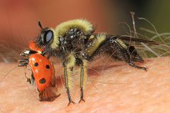 Laphria affinis