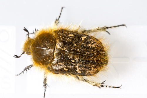 Apple Blossom Beetle