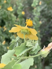 Abutilon pycnodon
