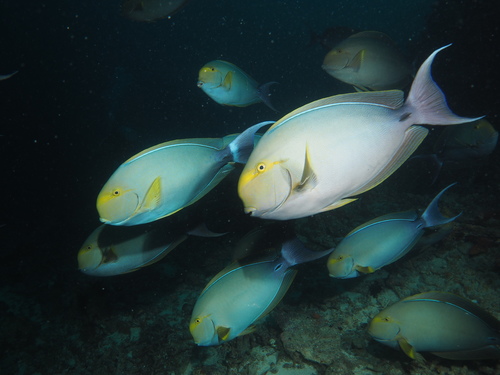 Yellowfin Surgeonfish
