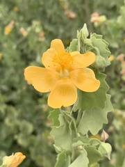 Abutilon pycnodon
