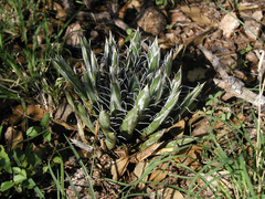 Agave parviflora parviflora