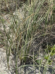 Poaceae