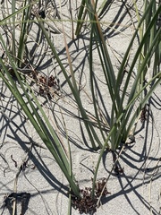 Poaceae