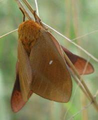 Anisota oslari